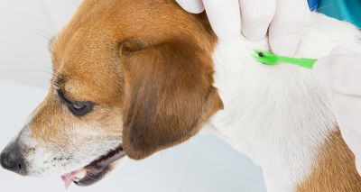 BSAVA publishes Q&A about babesiosis